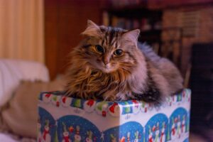Cadeau kat kerst pakket
